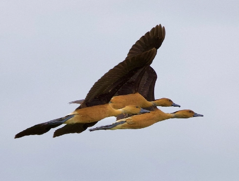 Fulvous Whistling-duck